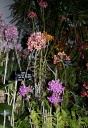 smithsonian_orchids9.jpg