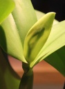 bouton_Lae-catt_2-1-13.jpg