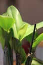 bouton_Lae-catt_2-12-12.jpg