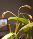 laelio-catt_spathe_2-01-13.jpg