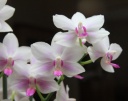 phalenopsis.jpg