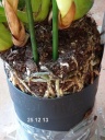 Nom du fichier=CYMBIDIUM_tourbeReduit.jpg
Taille du fichier=50Ko
Dimensions : 200x266
Ajouté le : 26 Décembre 2013 CYMBIDIUM_tourbeReduit.jpg