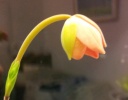 Besseae_bouton_4.jpg