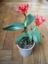 Cattleya_2_bis.jpg