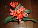 Cattleya_3_bis.jpg