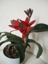 Cattleya_6_bis.jpg