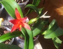 Cattlianthe_rojo_2_reduit.jpg