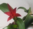 Nom du fichier=Cattlianthe_rojo_carre.jpg
Taille du fichier=107Ko
Dimensions : 799x711
Ajouté le : 13 Janvier 2013 Cattlianthe_rojo_carre.jpg