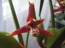 Maxillaria_tenuifolia.JPG