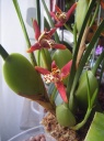 Nom du fichier=Maxillaria_tenuifolia_2.JPG
Taille du fichier=209Ko
Dimensions : 599x799
Ajouté le : 26 Mai 2012 Maxillaria_tenuifolia_2.JPG