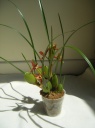 Maxillaria_tenuifolia_3.jpg