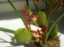 Maxillaria_tenuifolia_4.jpg