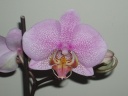 Phalaenopsis_1.jpg