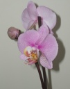 Phalaenopsis_2.jpg