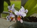 Phalaenopsis_equestris_apari_c1.jpg