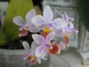 Phalaenopsis_equestris_apari_c2.jpg