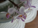 Phalaenopsis_equestris_apari_c3.jpg