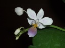 Nom du fichier=Phalaenopsis_equestris_blue_lip.jpg
Taille du fichier=79Ko
Dimensions : 788x591
Ajouté le : 08 Avril 2012 Phalaenopsis_equestris_blue_lip.jpg