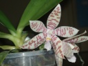 Phalaenopsis_hierogliphica_1_bis.jpg