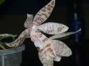 Phalaenopsis_hierogliphica_2_bis.jpg