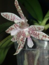 Phalaenopsis_hierogliphica_3_bis.jpg