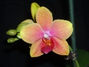 Phalaenopsis_jaune_2~0.jpg
