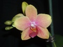 Phalaenopsis_jaune_2.jpg