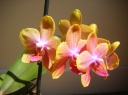 Nom du fichier=Phalaenopsis_jaune_3.jpg
Taille du fichier=129Ko
Dimensions : 799x599
Ajouté le : 27 Mai 2012 Phalaenopsis_jaune_3.jpg