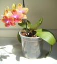 Phalaenopsis_jaune_4.jpg