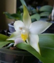 Nom du fichier=Phalaenopsis_violacea.jpg
Taille du fichier=23Ko
Dimensions : 481x555
Ajouté le : 02 Juillet 2013 Phalaenopsis_violacea.jpg