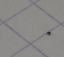 Nom du fichier=Sale_bete_2.JPG
Taille du fichier=74Ko
Dimensions : 686x612
Ajouté le : 23 Janvier 2013 Sale_bete_2.JPG
