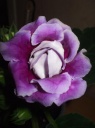 gloxinia~0.JPG