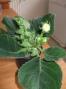 gloxinia.JPG