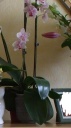 orchid.jpg