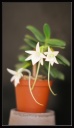 Nom du fichier=Angraecum_orchidoux_2013.jpg
Taille du fichier=66Ko
Dimensions : 464x800
Ajouté le : 28 Mai 2013 Angraecum_orchidoux_2013.jpg