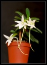 Nom du fichier=Angraecum_orchidoux_2013_2.jpg
Taille du fichier=236Ko
Dimensions : 541x739
Ajouté le : 29 Mai 2013 Angraecum_orchidoux_2013_2.jpg