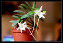 Nom du fichier=Angraecum_orchidoux_2013_3.jpg
Taille du fichier=245Ko
Dimensions : 741x508
Ajouté le : 29 Mai 2013 Angraecum_orchidoux_2013_3.jpg