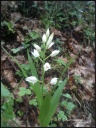 Cephalenthera_longifolia.jpg