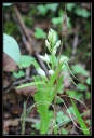 Cephalenthera_longifolia_1.jpg