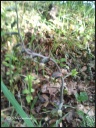 Epipactis_microphylla.jpg