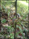 Epipactis_microphylla_2.jpg