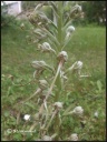 Himantoglossum_hircinum.jpg
