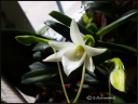 IMG018_-_Copie.jpg