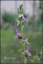 Ophrys_apifera.jpg