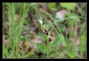 Ophrys_insectifera1.jpg