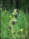 Ophrys_sphegodes.jpg