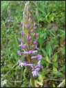Orchis_canopsea.jpg