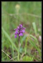 Orchis_morio1.jpg