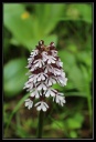 Orchis_purpurea1.jpg