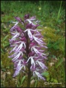 Orchis_simia_3.jpg